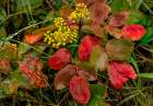 Oregon grape on wet day in spring in Whitefish, Montana, USA. Art Print